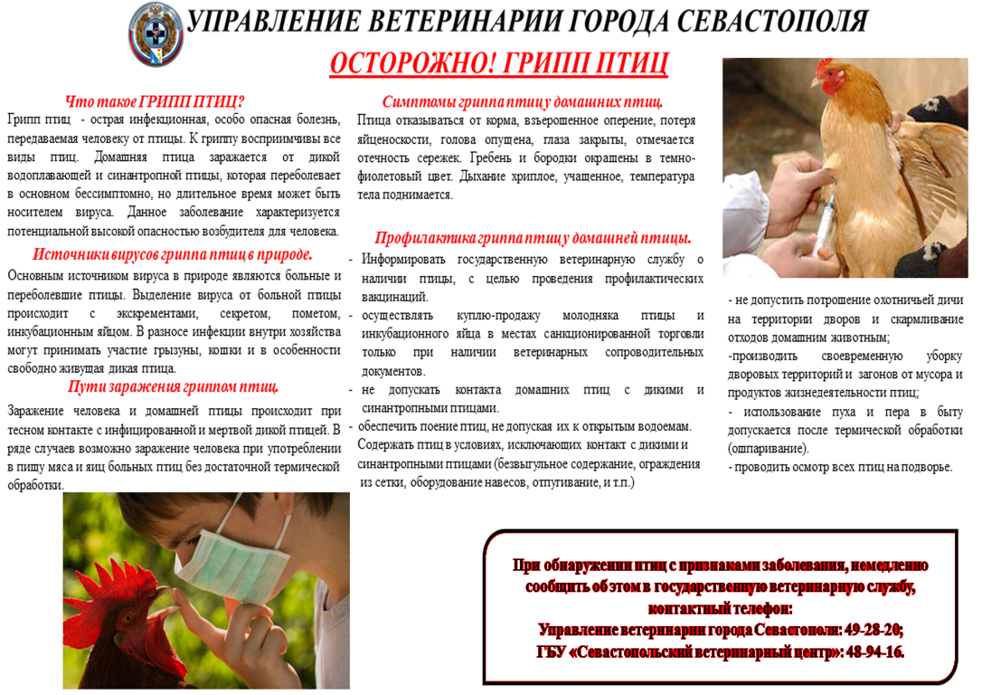 Грипп птиц памятка